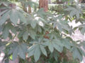 ... and fully grown, in summer