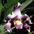 Bollea coelestis