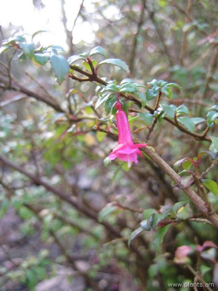 File:Fuchsia microphylla-IMG 7364 sfbg0308.jpg