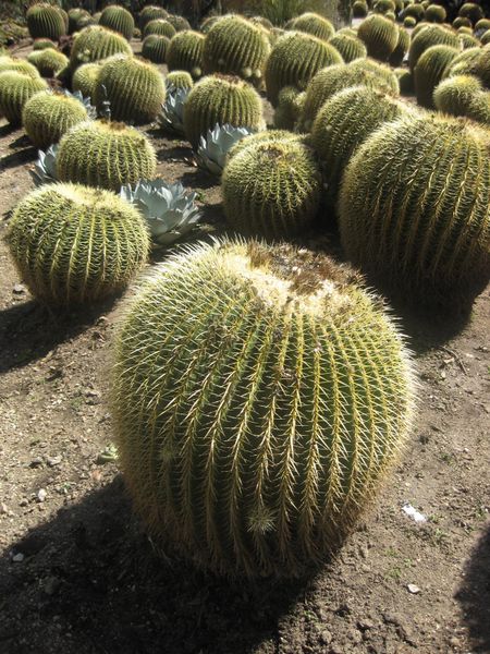 File:IMG 2185 hunt0903.jpg