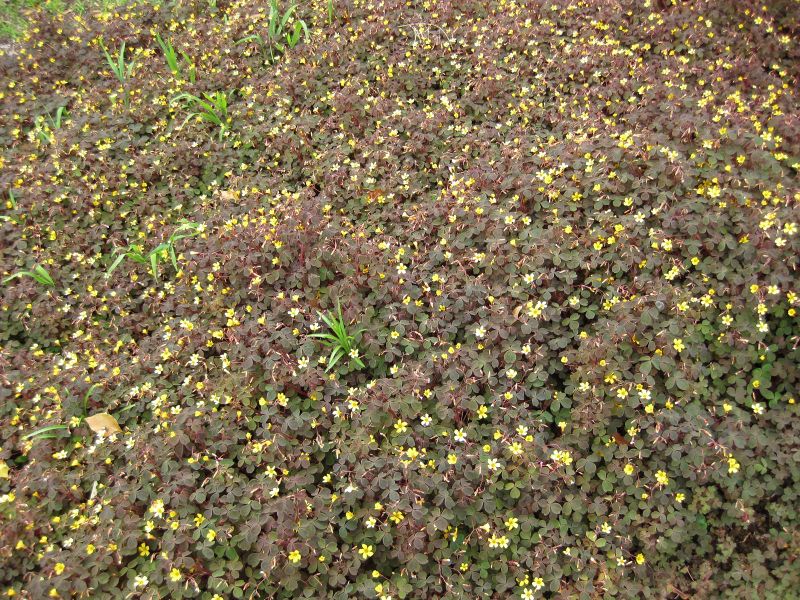 File:IMG 5199 hunt0904.jpg