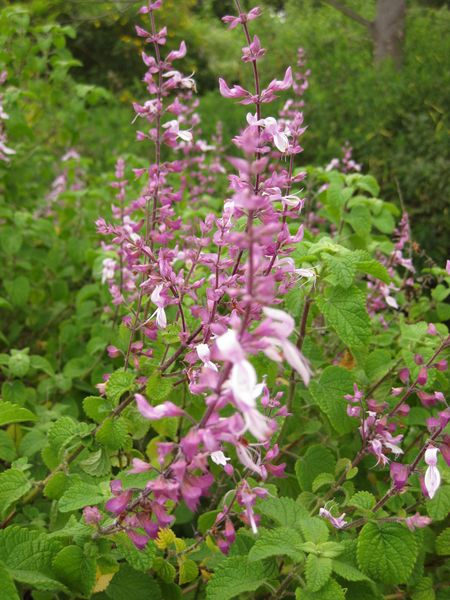 File:IMG 6918 hunt09jun.jpg