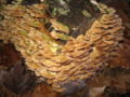 Thumbnail for version as of 04:27, 14 June 2007