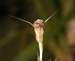 Pterostylis coccinea