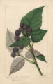 raspberry (black) - watercolor 1893
