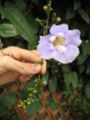 Thunbergia grandiflora