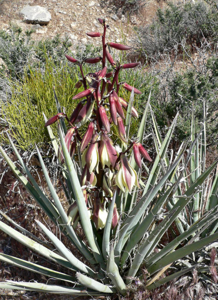 File:Yucca baccata 2.jpg
