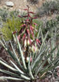 Thumbnail for version as of 22:54, 12 March 2009