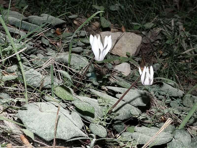 File:1024px-Cyclamen balearicum Mallorca 002.jpg
