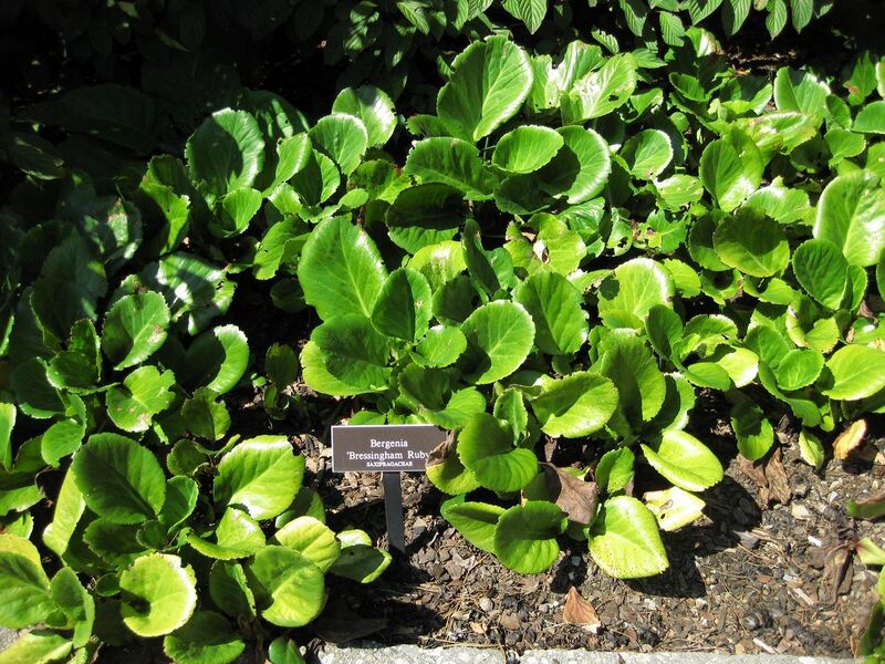 File:1280px-IMG 0292 nybg09.jpg