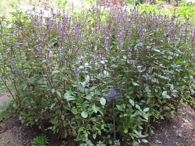 File:1280px-IMG 0587 bbg09.jpg