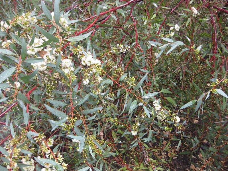 File:1280px-IMG 4642 hunt0904.jpg