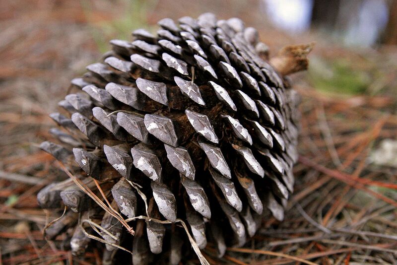 File:1280px-Pine cone.jpg