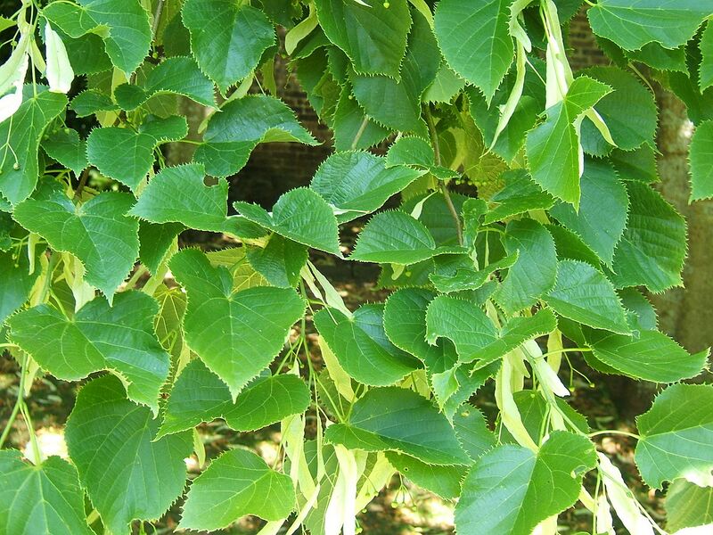 File:1280px-Tilia henryana.jpg