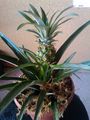 As a potted plant.