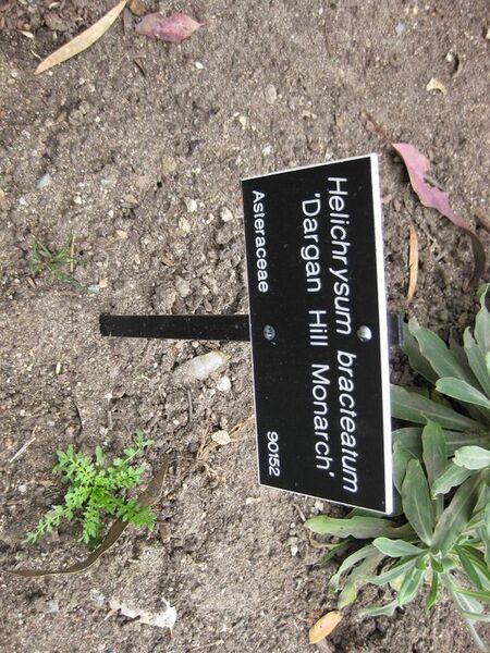 File:576px-IMG 5100 hunt0904.jpg