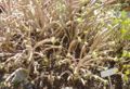 Aeonium arboreum
