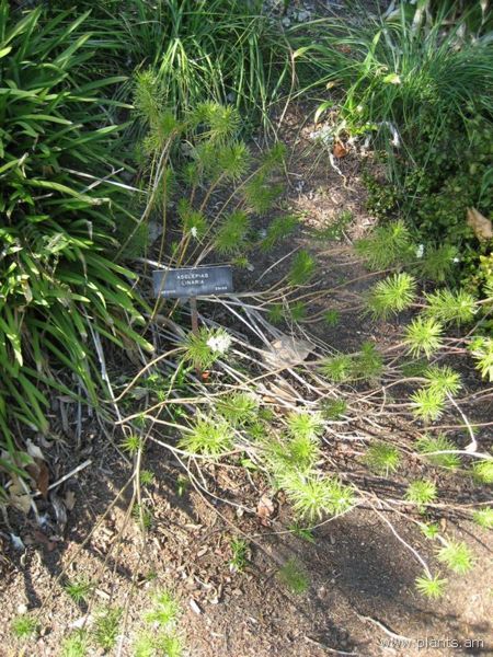 File:Asclepias linaria-IMG 0978 hunt07.jpg
