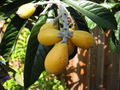 Thumbnail for version as of 11:16, 12 September 2007