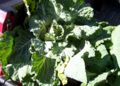 Collard - Green Glaze)