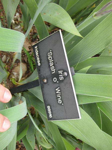 File:IMG 5225 hunt0904.jpg