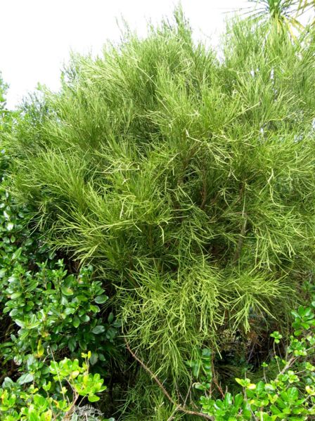File:North Island Broom.jpg