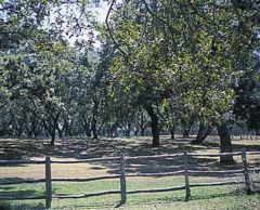 Pecan orchard