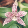 Thumbnail for version as of 13:04, 2 May 2007