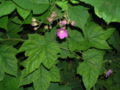 Purple Flowering Raspberry
