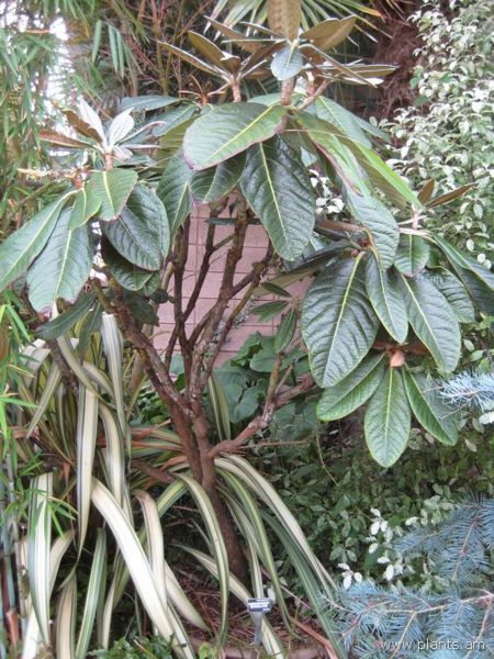 File:Rhododendron sinogrande-IMG 7620 sfbg0308.jpg