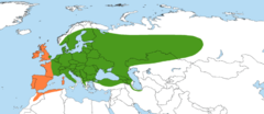 Green: Salix cinerea subsp. cinerea Orange: Salix cinerea subsp. oleifolia.