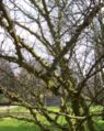 Branches of leafless plant showing knobs