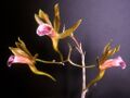 Thumbnail for version as of 09:40, 29 April 2025