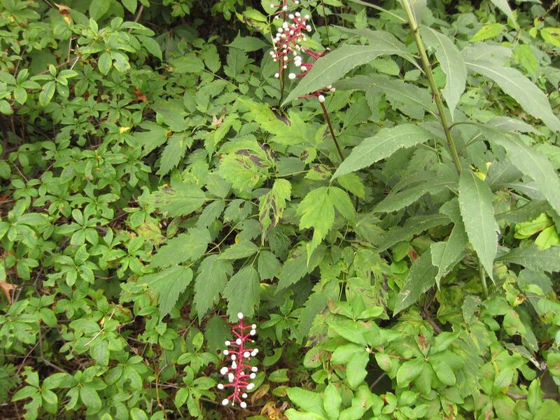 File:1024px-IMG 1433 bbg09.jpg