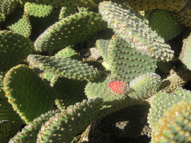 File:1024px-IMG 2280 hunt0903.jpg