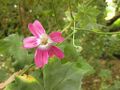 Thumbnail for version as of 09:21, 29 April 2025