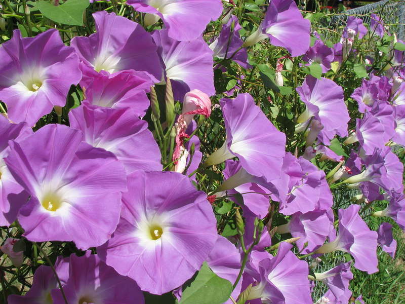 File:1024px-Ipomoea tricolor-WeddingBells 20071011 02.png