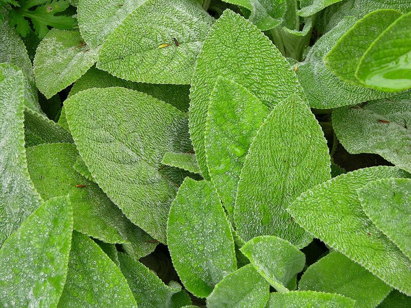 File:1024px-Lamb's Ear Stachys byzantina Leaves 3264px.JPG