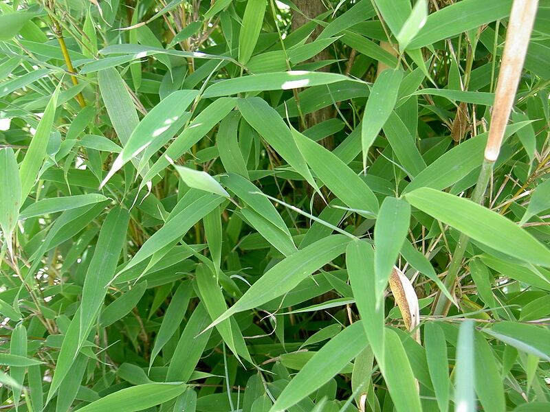 File:1024px-MurielBambus.jpg