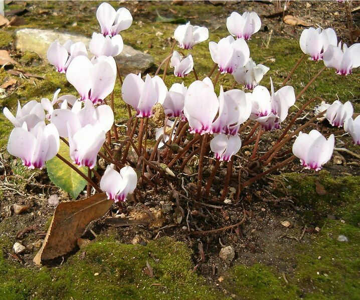 File:1227px-Cyclamen hederifolium FlowersNoLeaves BotGardBln0906a.jpg