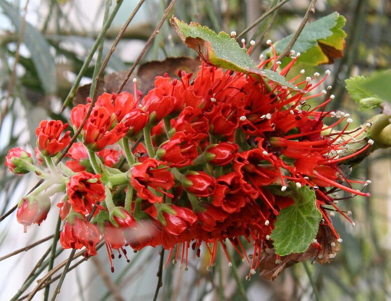 File:1280px-Greyia sutherlandii2.jpg