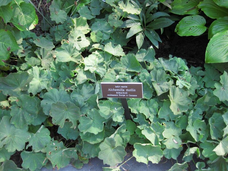 File:1280px-IMG 0177 nybg09.jpg