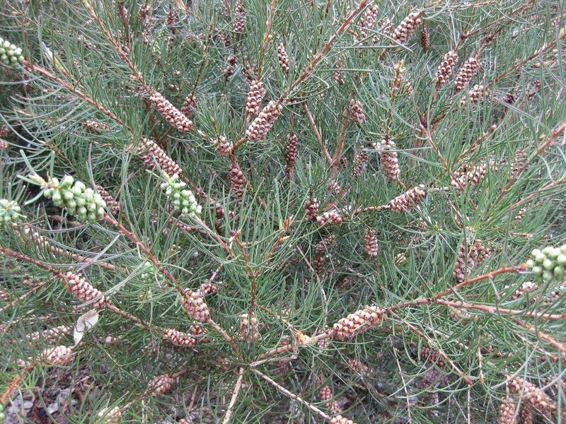 File:1280px-IMG 4788 hunt0904.jpg