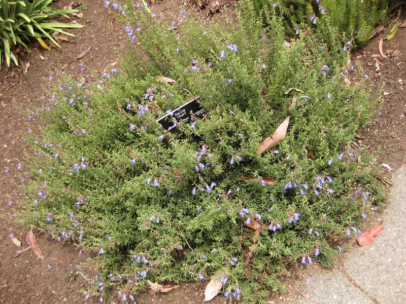 File:1280px-IMG 7207 hunt09jun.jpg