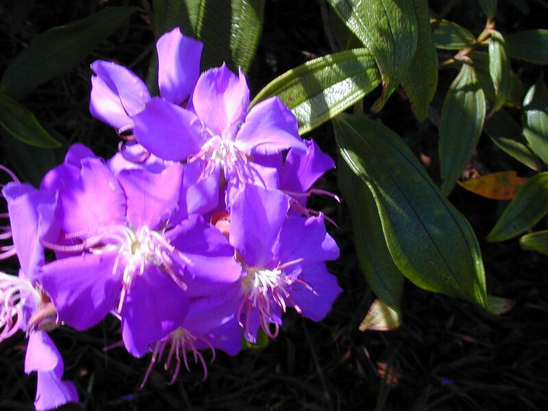 File:1280px-Starr 020815-0007 Tibouchina granulosa.jpg