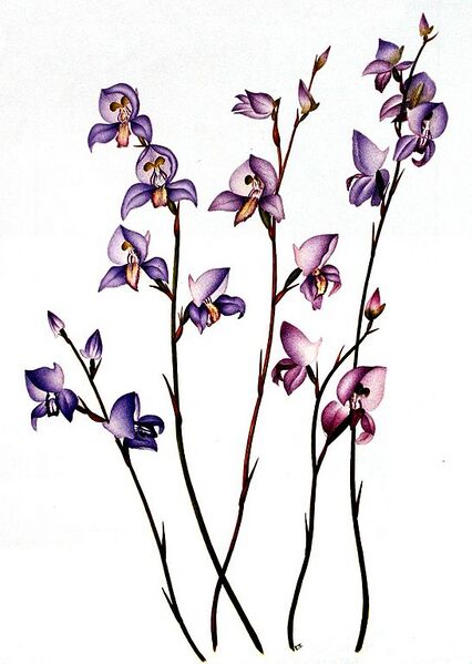 File:546px-Disa purpurascens00.jpg