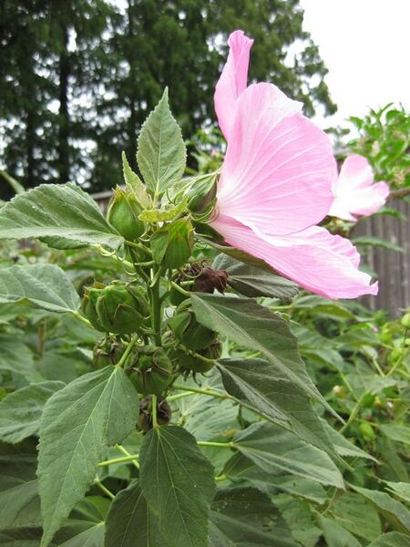 File:576px-IMG 1342 bbg09.jpg