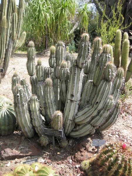 File:576px-IMG 4272 hunt0904.jpg