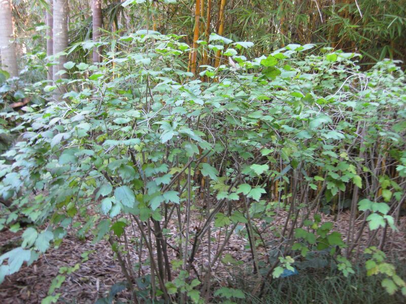 File:8hxfcw48tedrd2qjm0panrkv8wekwwp.jpg