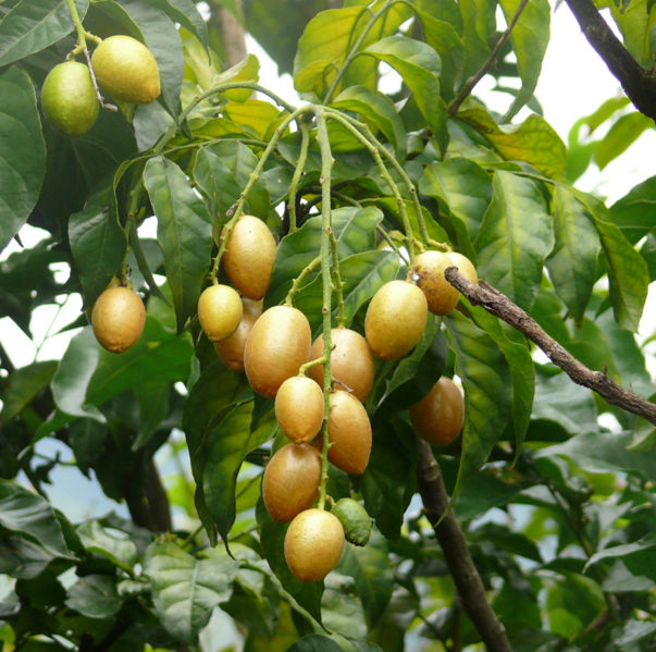 File:Clausena lansium.jpg